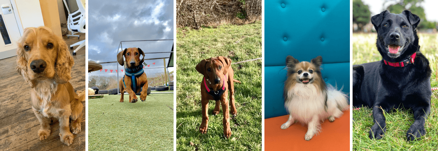 Doggos of Hubbub